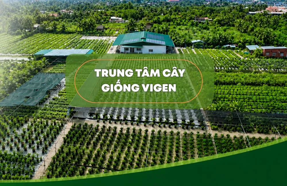 Giải pháp cây giống cho doanh nghiệp
