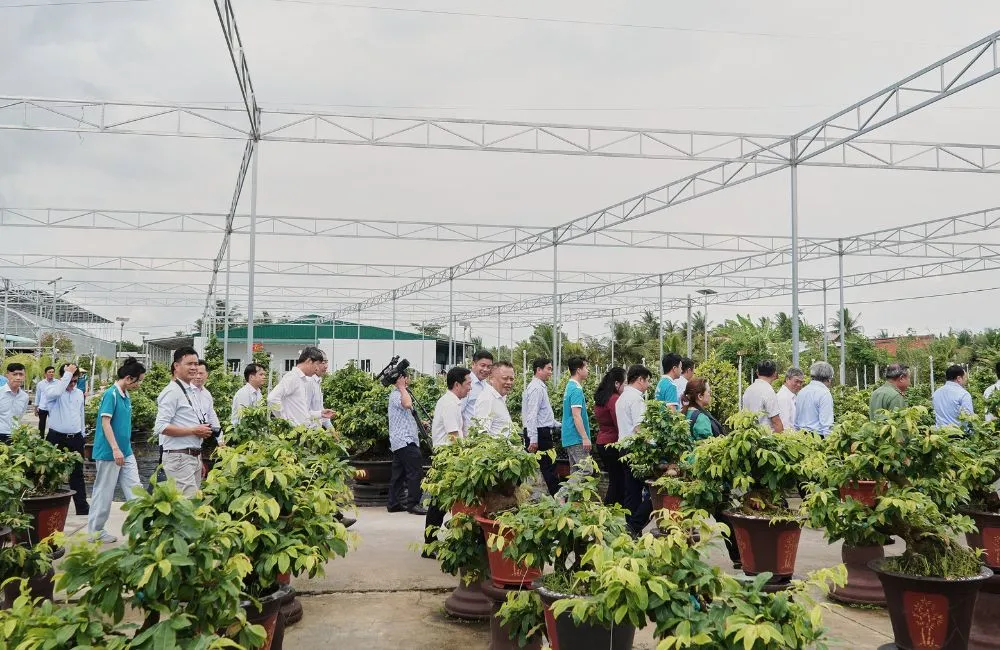 Top các giống mai vàng chơi Tết