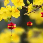 Top giống mai vàng chơi tết được ưa chuộng nhất hiện nay