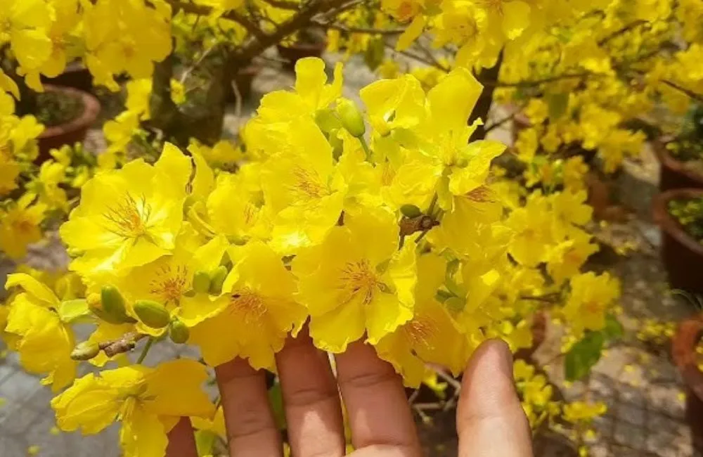 Top các giống mai vàng chơi Tết