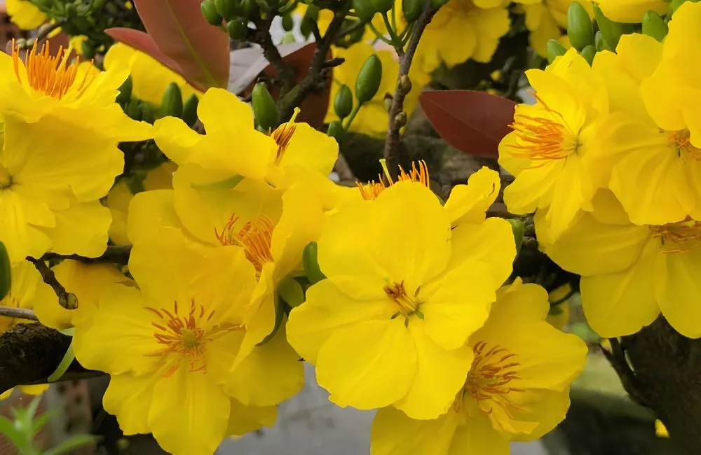 Top các giống mai vàng chơi Tết