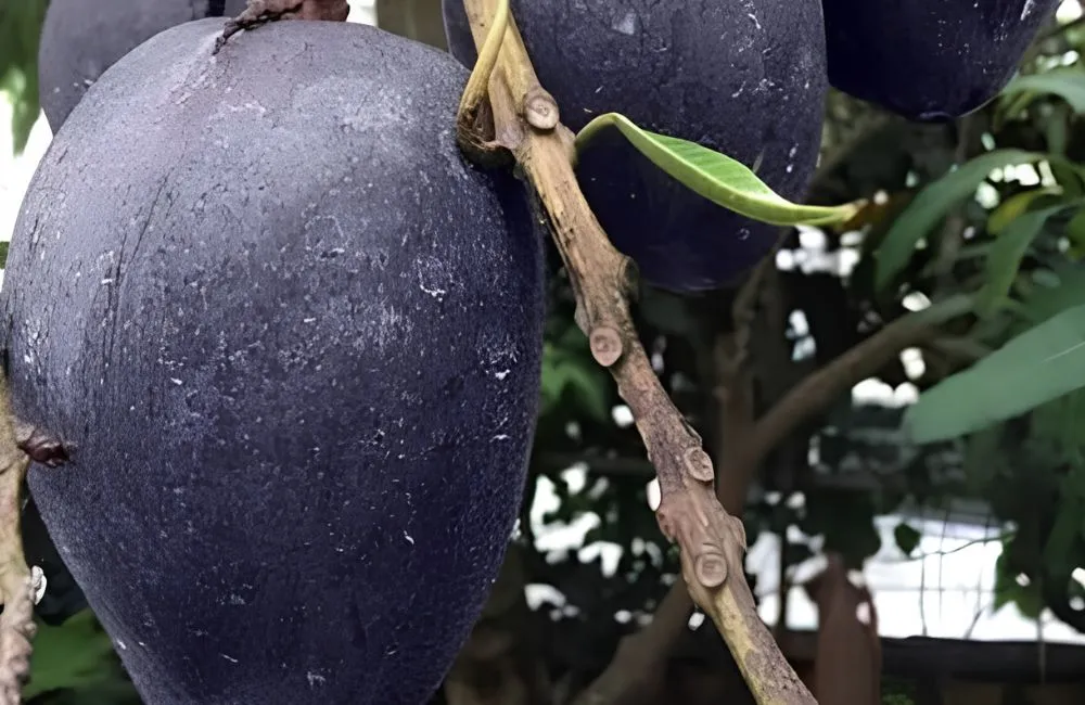 Hương vị xoài Black Stone