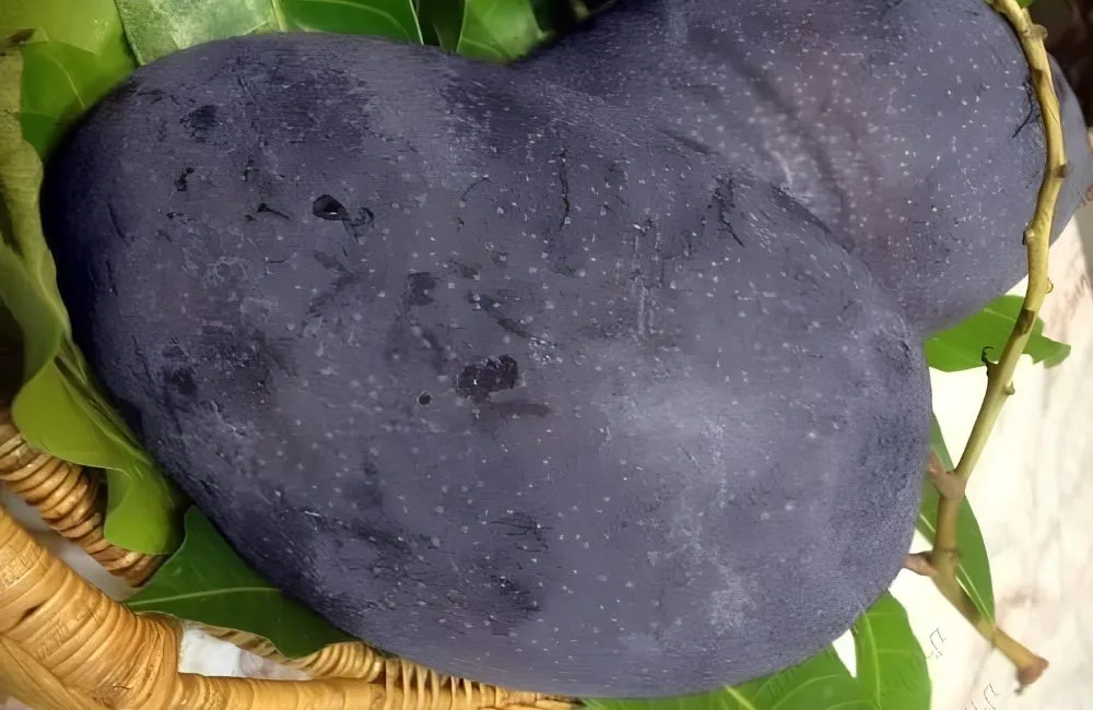 Hương vị xoài Black Stone