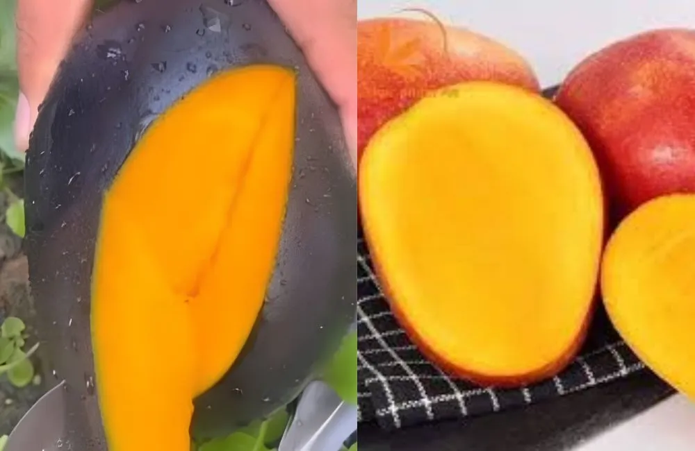 Hương vị xoài Black Stone