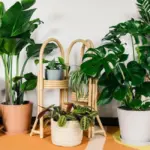 Top 10 cây kiểng lá sang trọng khiến không gian trở nên đẳng cấp hơn