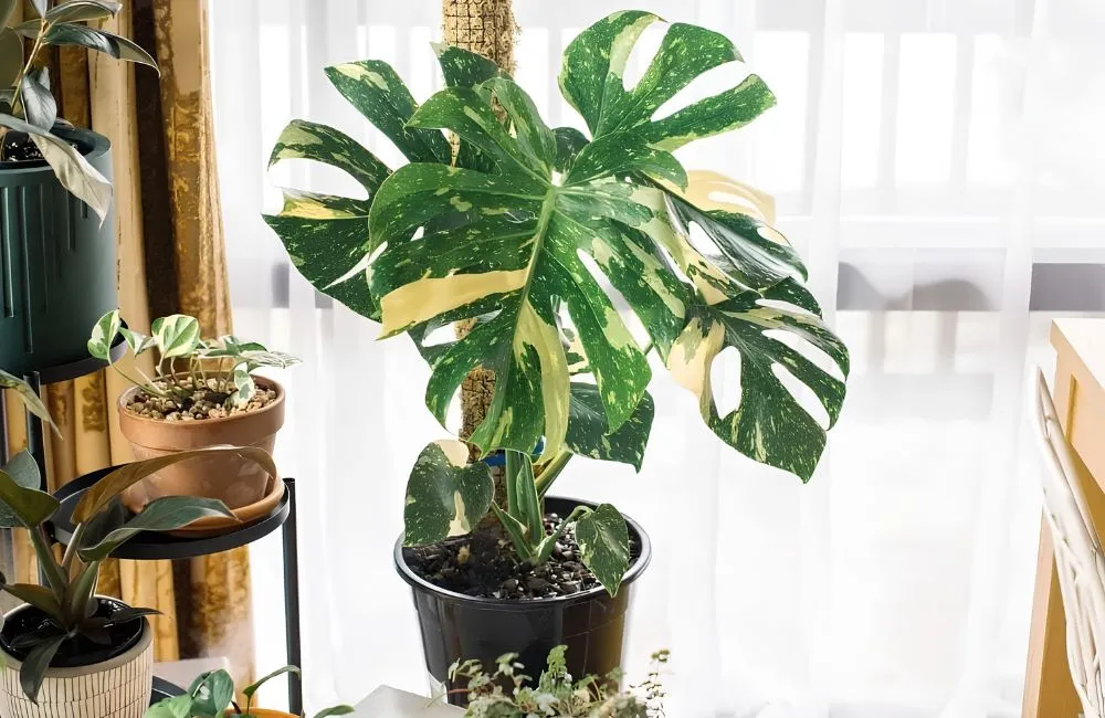 Top những cây kiểng lá sang trọng