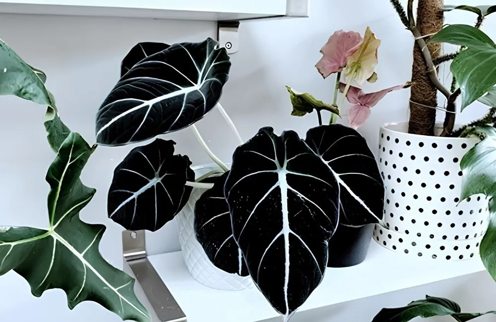 Top những cây kiểng lá sang trọng