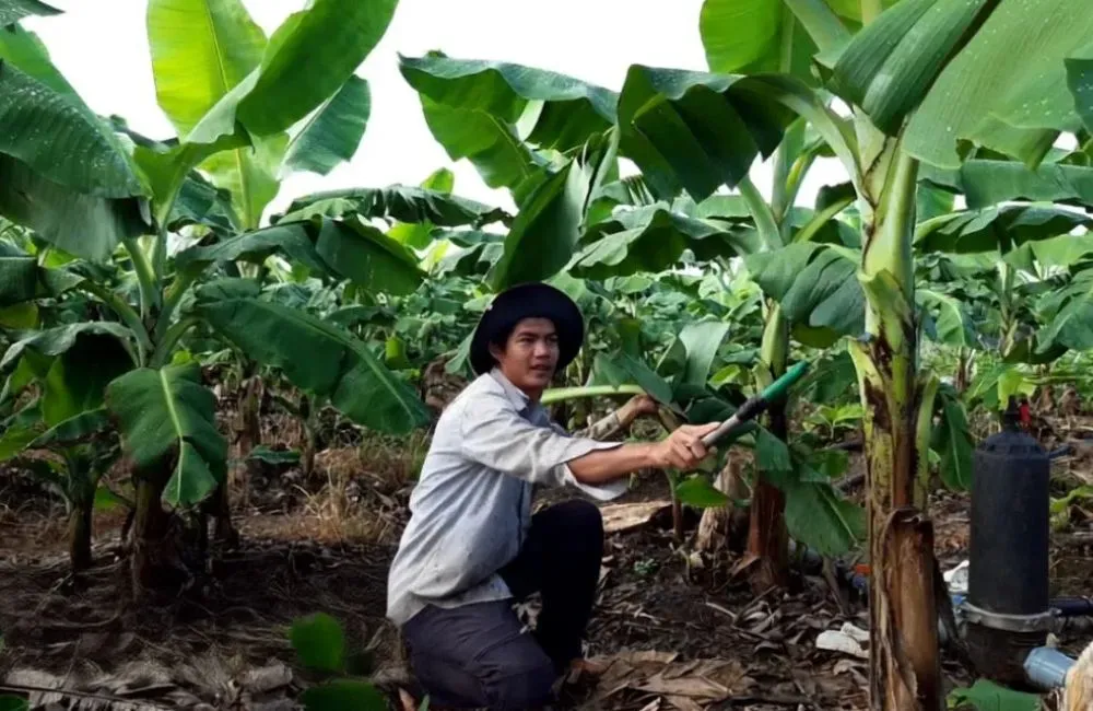 Kỹ thuật tỉa chồi Chuối Cau Mẫn