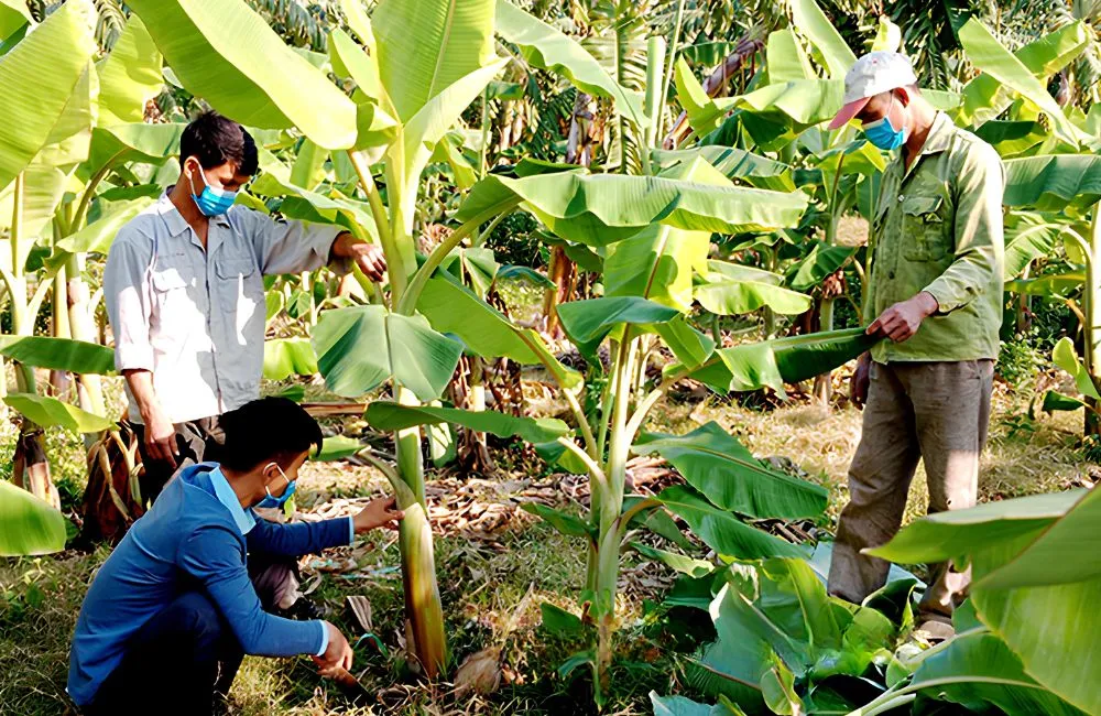 Kỹ thuật tỉa chồi Chuối Cau Mẫn