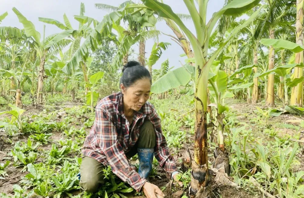 Kỹ thuật tỉa chồi Chuối Cau Mẫn