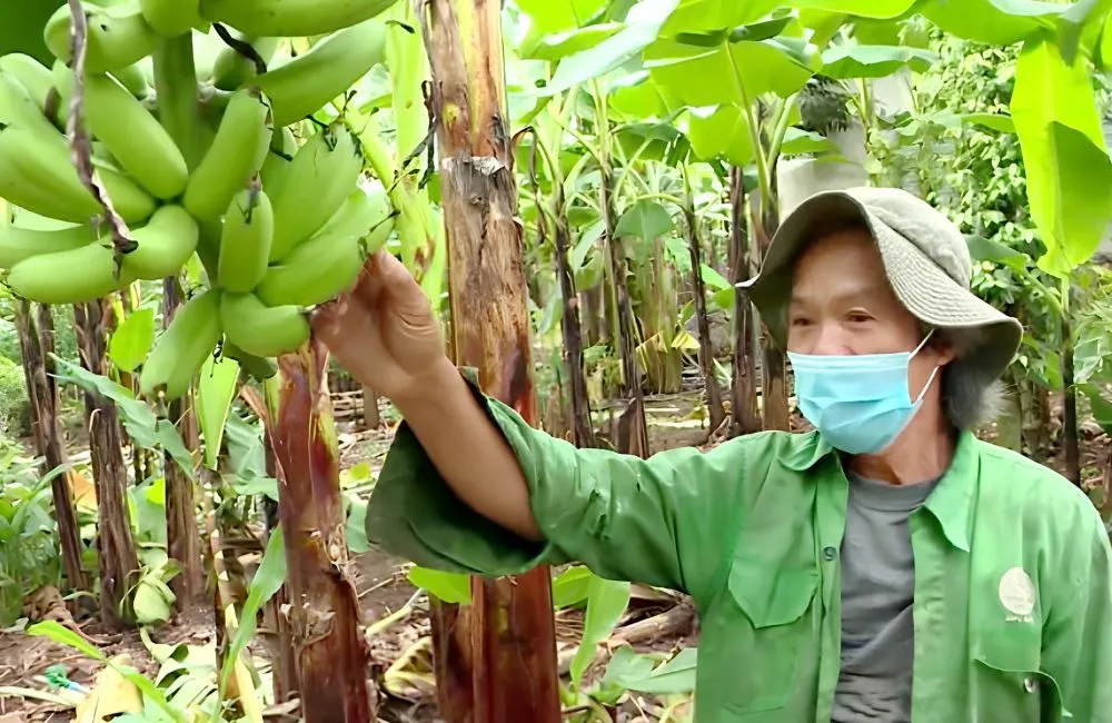 Kỹ thuật tỉa chồi Chuối Cau Mẫn