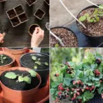 Kỹ thuật trồng mâm xôi đen hiệu quả cho nhà vườn