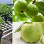Kỹ thuật trồng ổi Nữ Hoàng để cây ra trái quanh năm