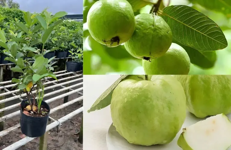 Kỹ thuật trồng ổi Nữ Hoàng để cây ra trái quanh năm