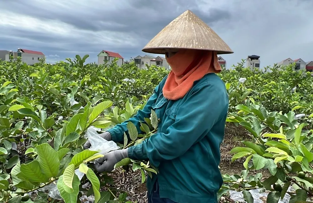 Kỹ thuật trồng ổi Nữ Hoàng 