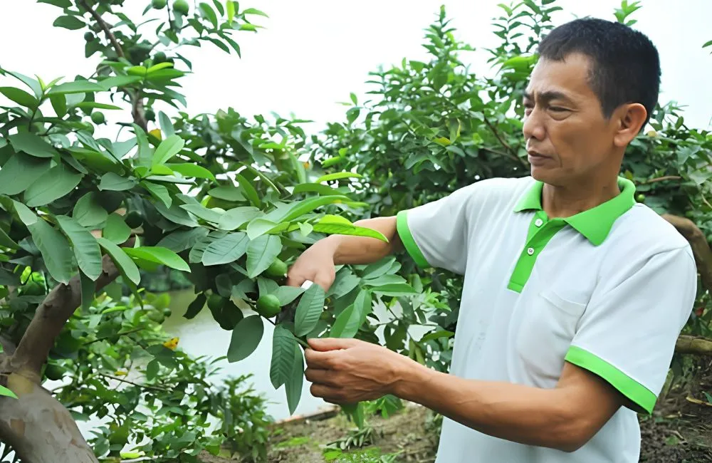 Kỹ thuật trồng ổi Nữ Hoàng 