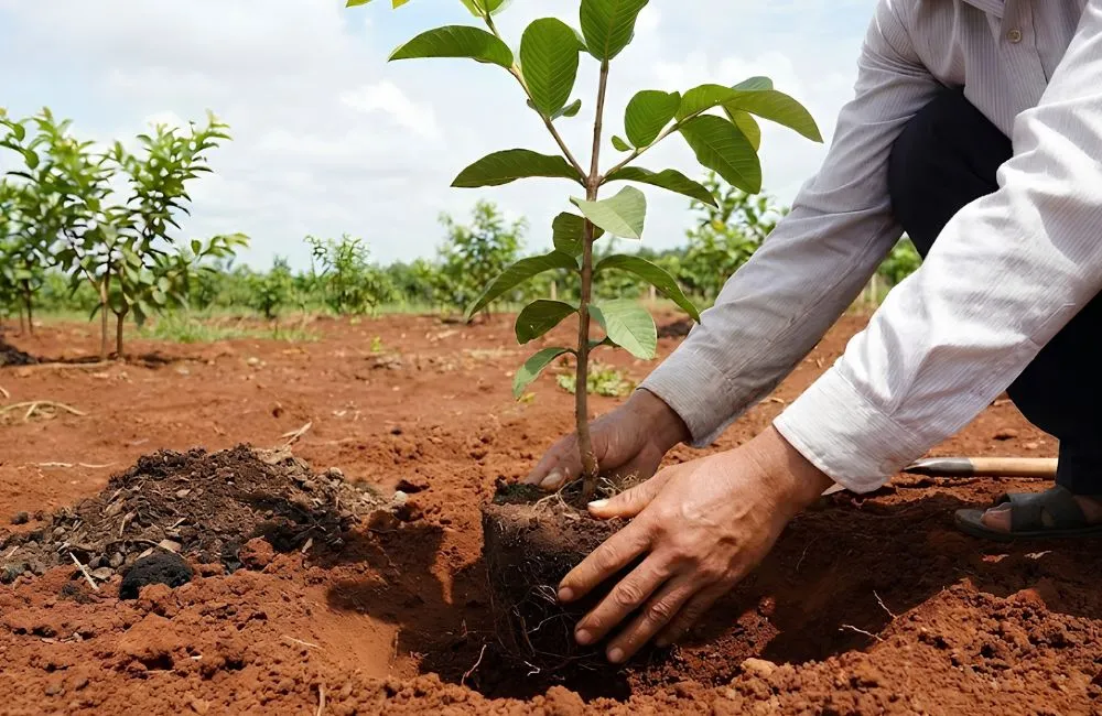Kỹ thuật trồng ổi Nữ Hoàng 