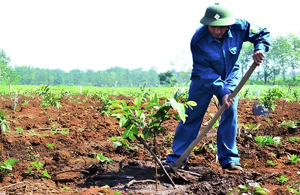 Kỹ thuật trồng ổi Nữ Hoàng 