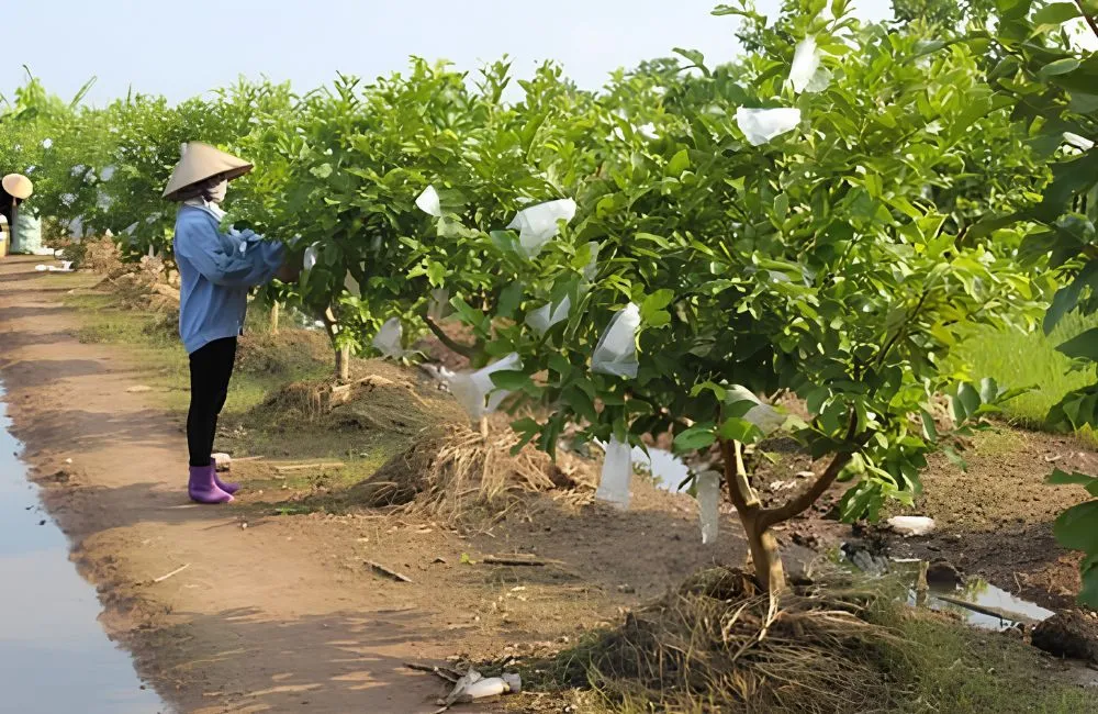 Kỹ thuật trồng ổi Nữ Hoàng 