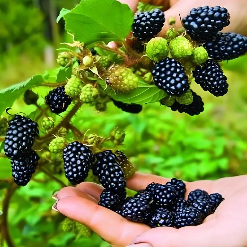 Mâm xôi đen cấy mô