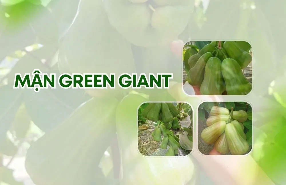 Mận Green Giant
