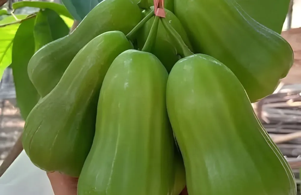 Mận Green Giant