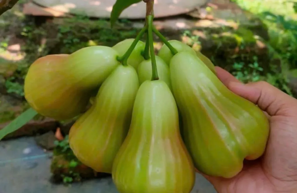 Mận Green Giant