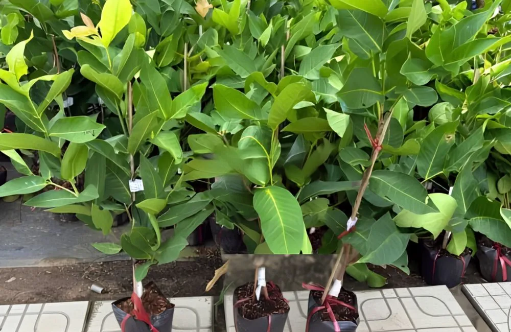 Mận Green Giant