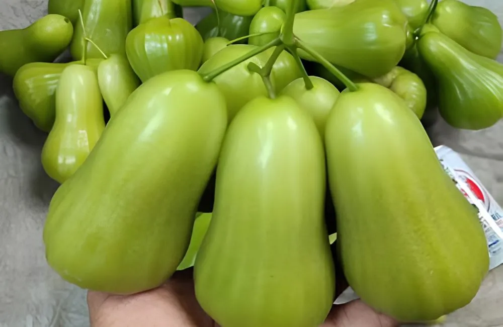 Mận Green Giant