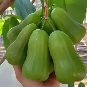 Mận Green Giant