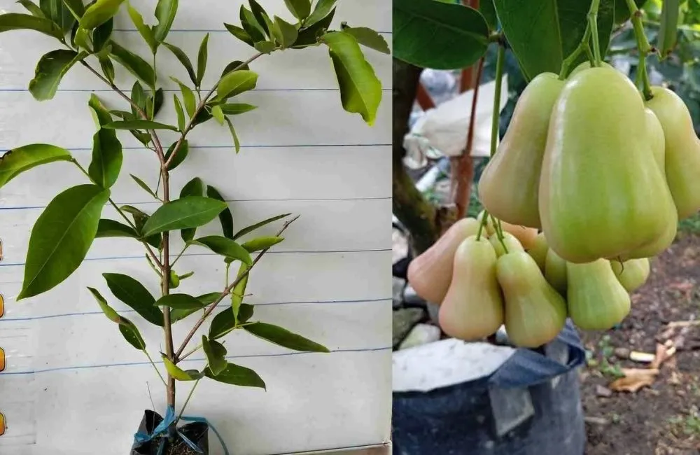 Mận MDH