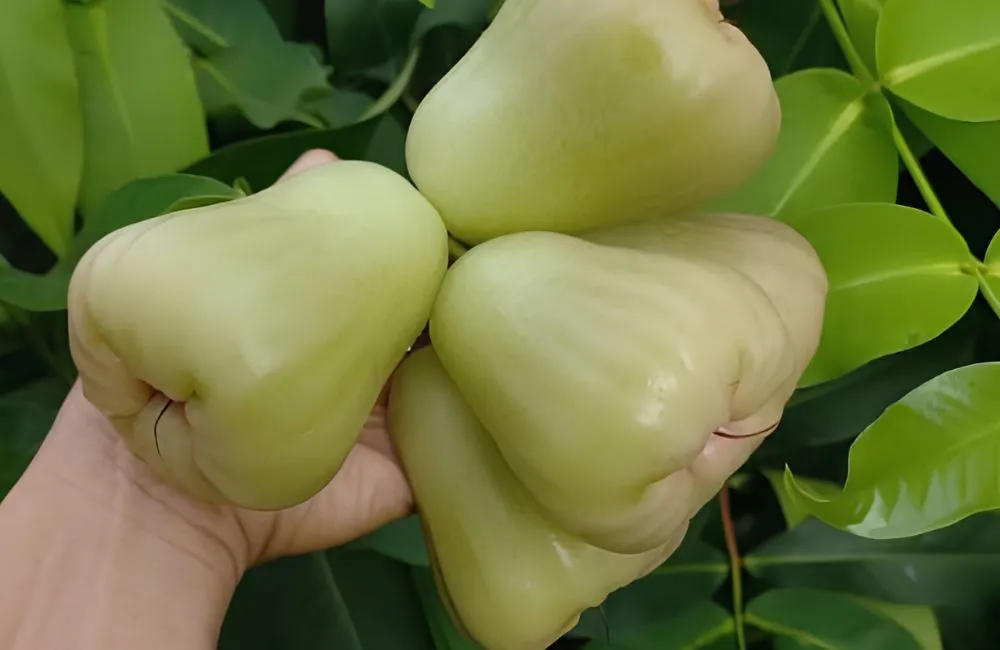 Mận MDH