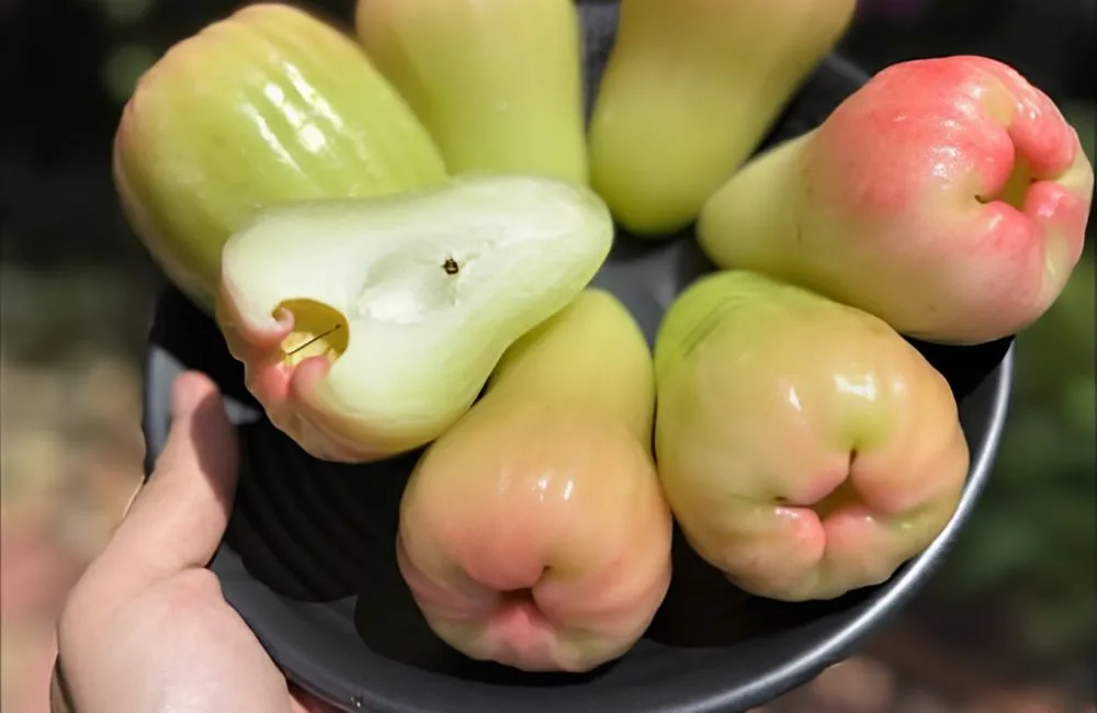 Mận MDH