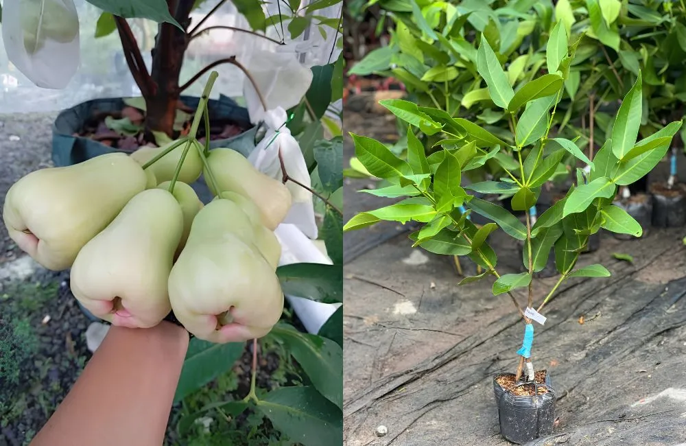 Mận MDH