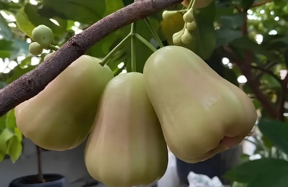 Mận MDH