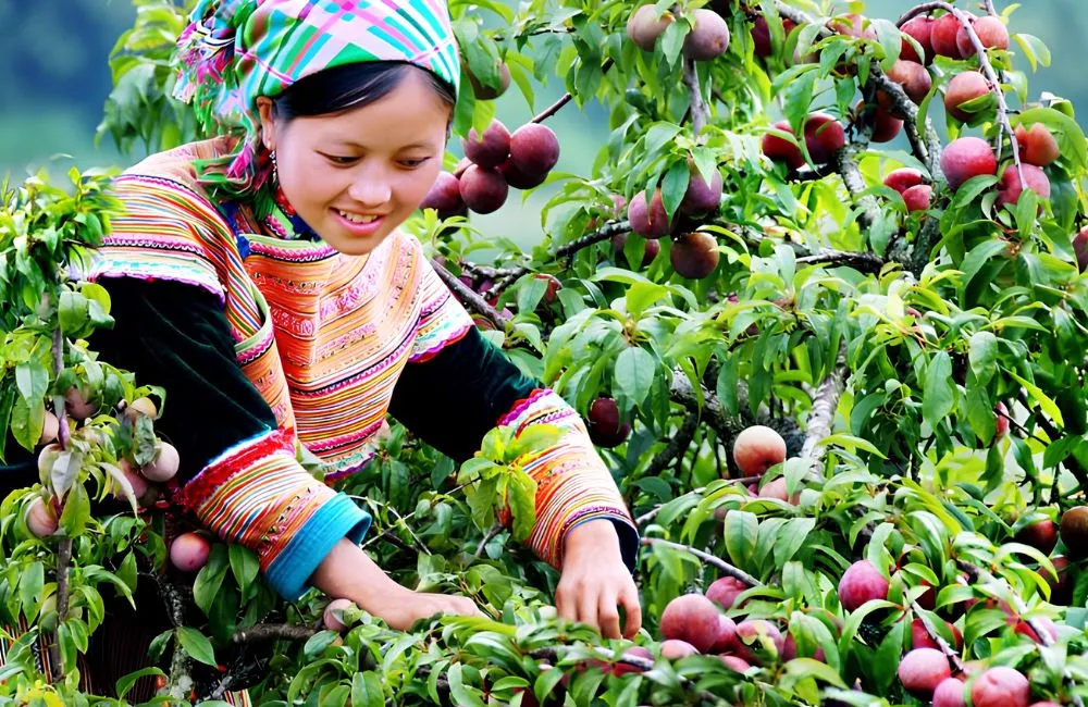 Đặc điểm sinh trưởng mận Tam Hoa