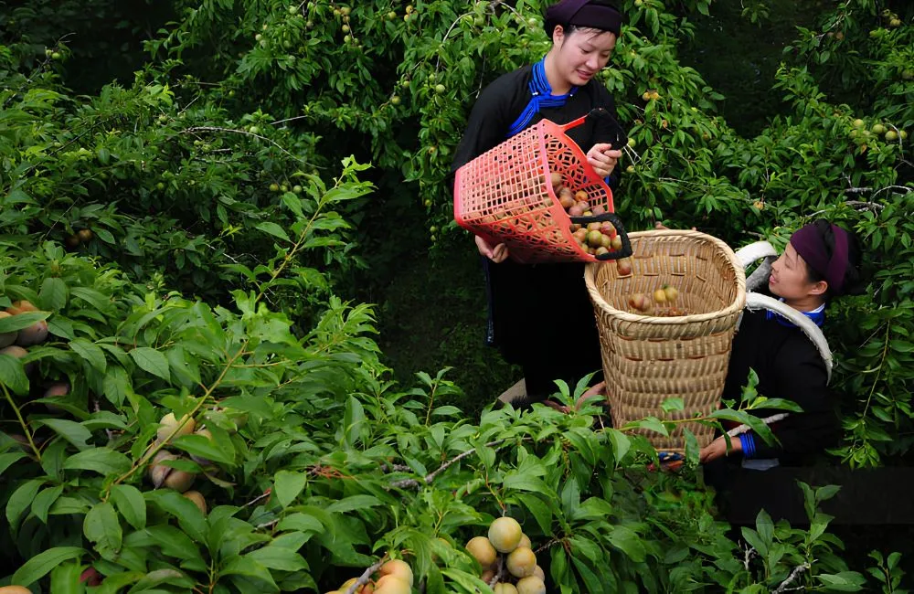 Đặc điểm sinh trưởng mận Tam Hoa
