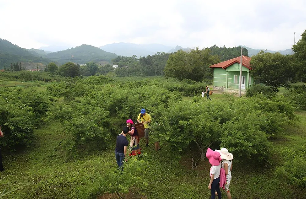 Đặc điểm sinh trưởng mận Tam Hoa