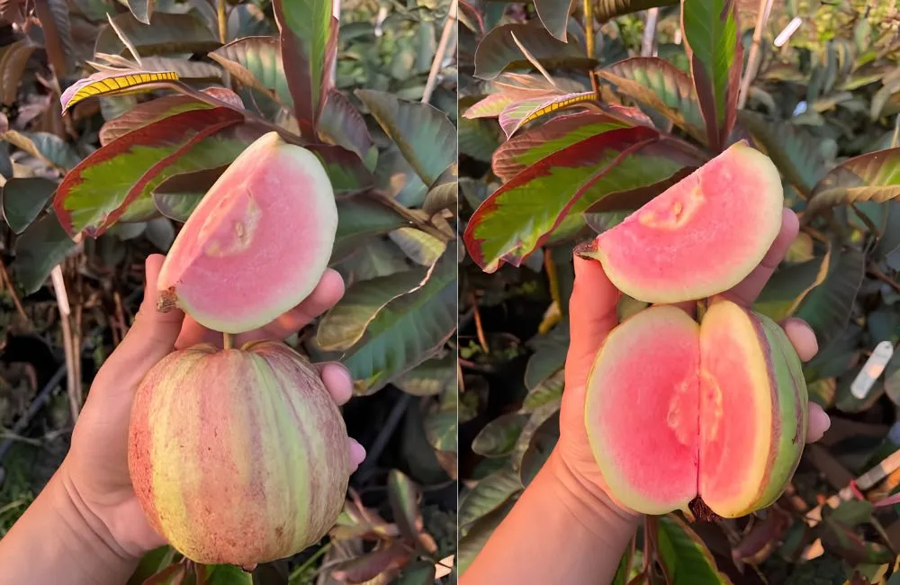 Nguồn gốc ổi Kim Cương Đốm
