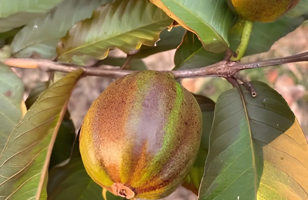 Nguồn gốc ổi Kim Cương Đốm