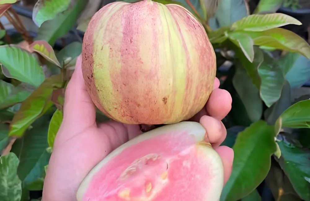 Nguồn gốc ổi Kim Cương Đốm
