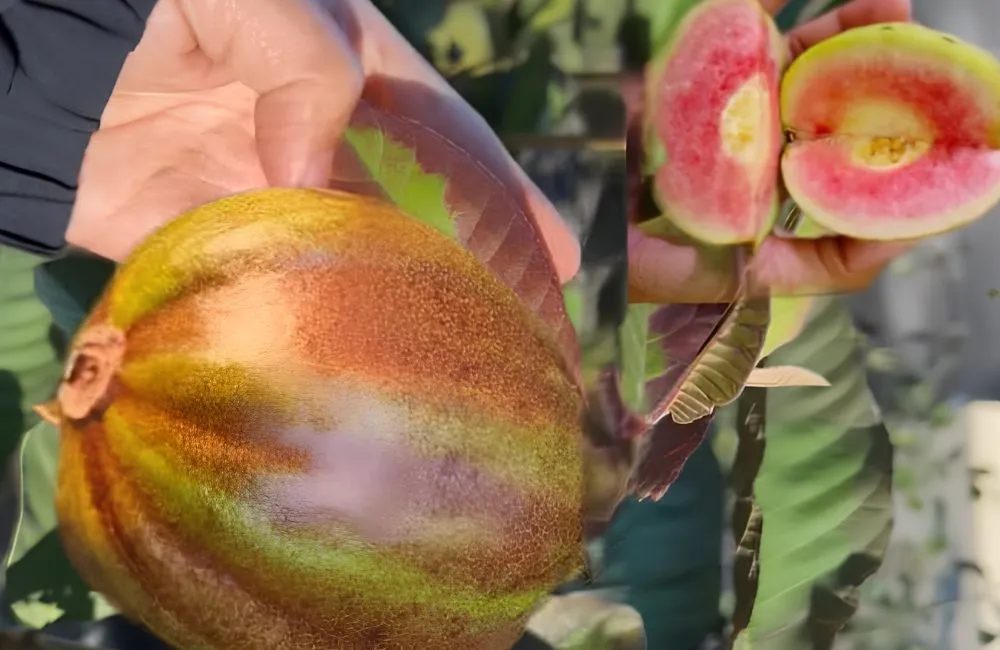 Nguồn gốc ổi Kim Cương Đốm