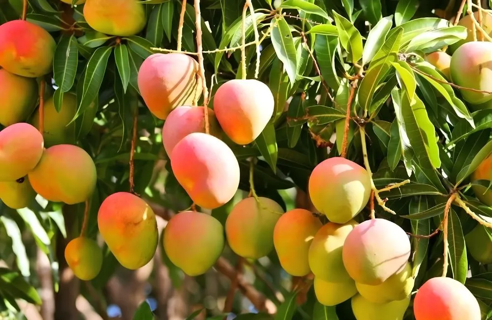 Nguồn gốc xoài Alphonso