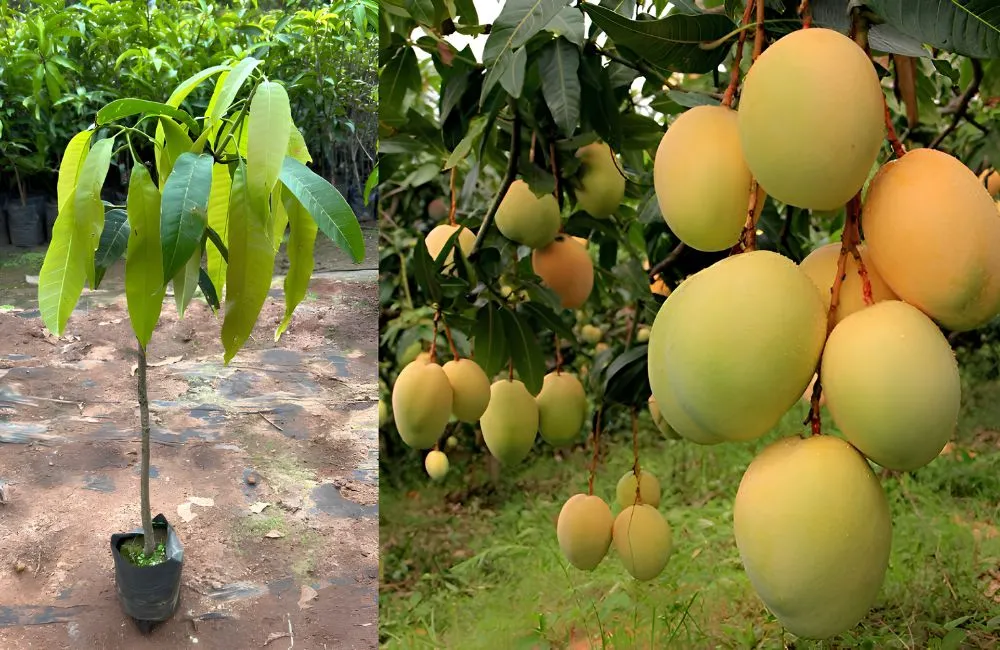 Nguồn gốc xoài Alphonso