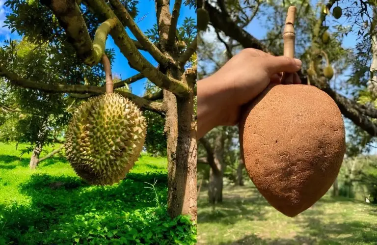 Nhân giống sầu riêng không gai bằng nuôi cấy mô có khả thi?