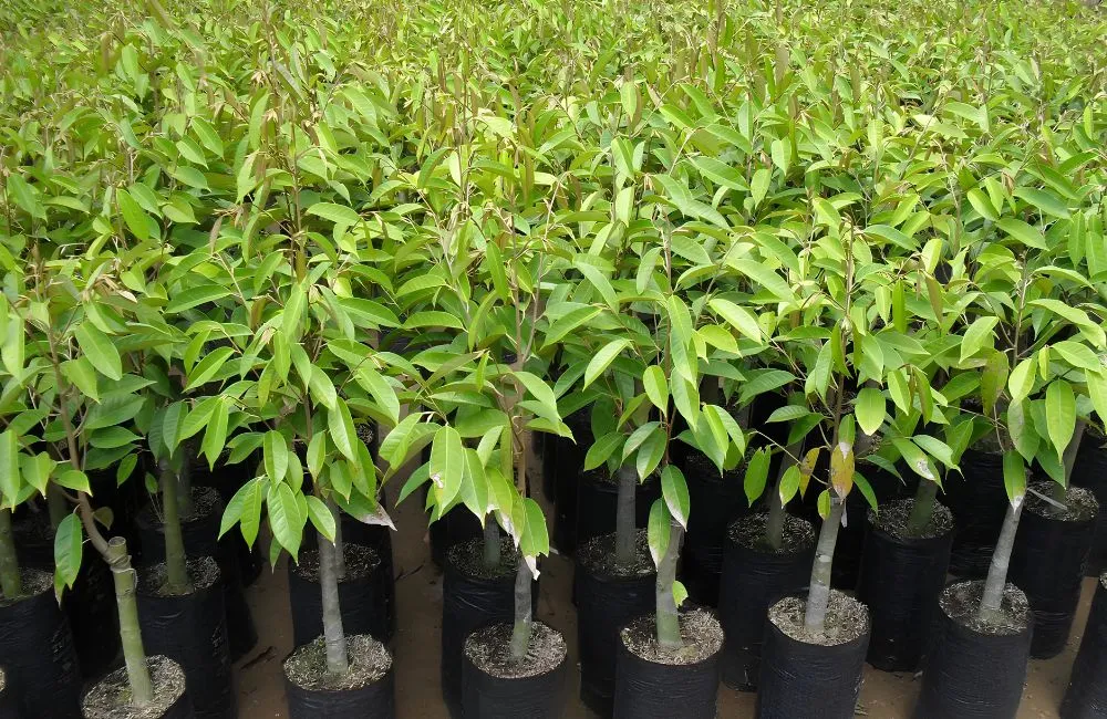 Nhân giống sầu riêng không gai bằng nuôi cấy mô có khả thi