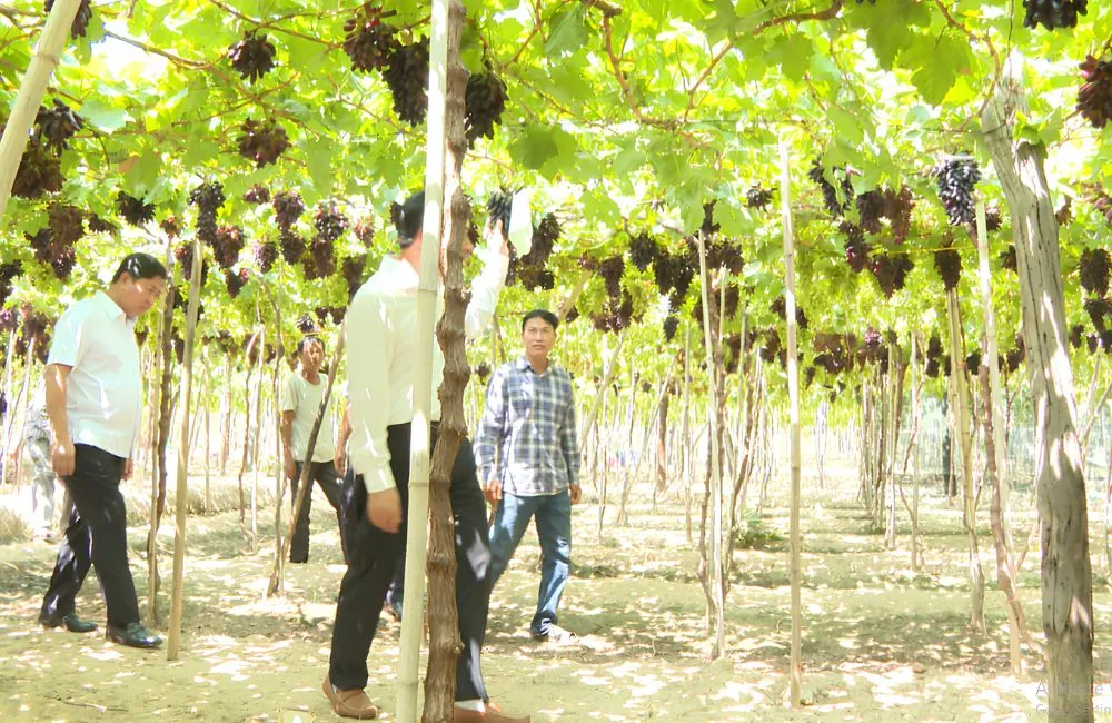 Đặc điểm sinh trưởng nho móng tay
