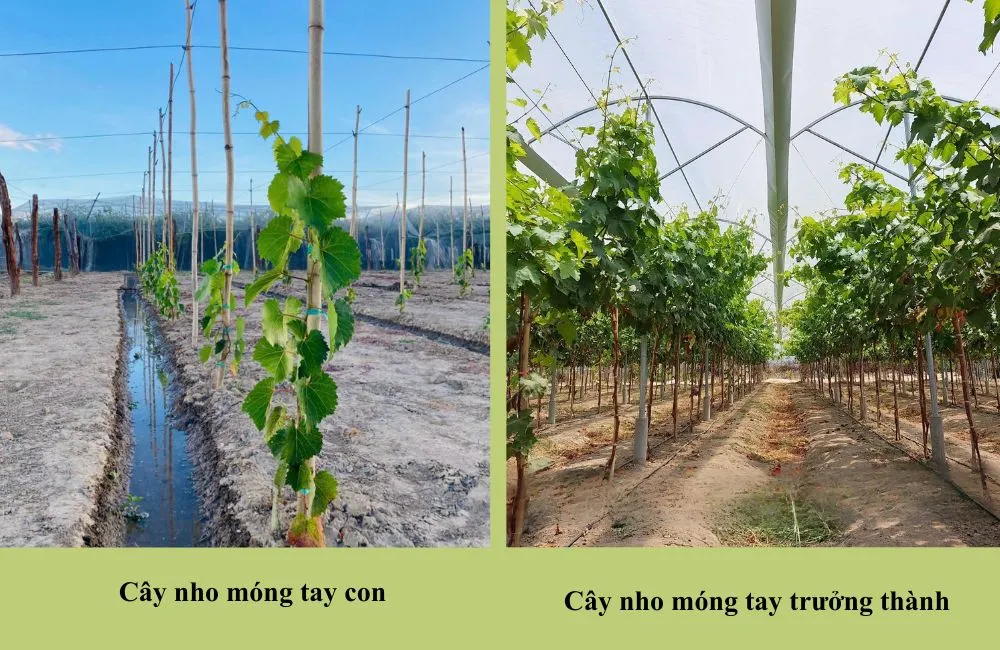 Đặc điểm sinh trưởng nho móng tay