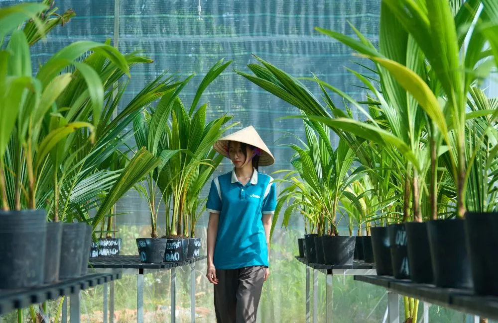 Nơi mua cây giống dừa sáp uy tín hiện nay