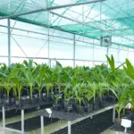 Gợi ý địa chỉ mua cây giống dừa sáp uy tín, hỗ trợ tận tâm
